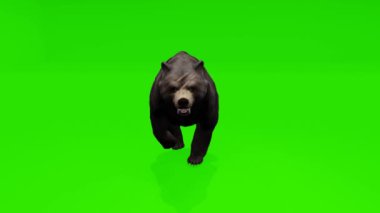 Dinamik döngü: Güçlü boz ayı zarif bir şekilde krom anahtar yeşil zemine doğru hareket ediyor. Görsellerinize kusursuz entegrasyon için hazır.