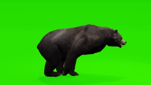Nahtlose Schleife Faszinierender Grizzlybär Bewegung Vor Einer Fesselnden Green Screen — Stockvideo