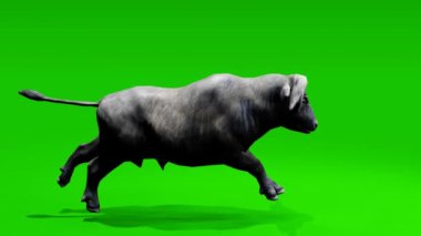 Dinamik döngü: Güçlü bufalo zarif bir şekilde krom anahtar yeşil zemine doğru hareket ediyor. Görsellerinize kusursuz entegrasyon için hazır.