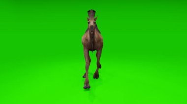 Büyüleyici döngü: Krom anahtar yeşil ekran arkaplanını araştıran etkileyici deve. Projelerinizi bu dinamik görüntülerle yükseltin.