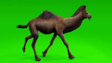 Çevik deve canlı yeşil ekran arka planına doğru koşuyor. Bu çok yönlü görüntü ile görsellerinizi geliştirin.
