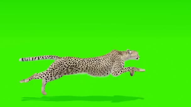 Putaran Mulus Enthralling Cheetah Bergerak Melawan Latar Belakang Layar Hijau — Stok Video