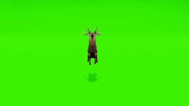 Captivating Loop Captivating Footage Deer Looping Chroma Key Green Screen — Stock Video