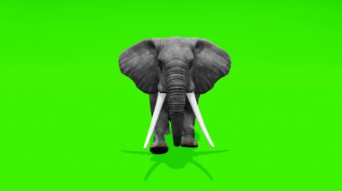 Sürekli hareket: Bir filin yemyeşil zemin üzerinde zarif bir şekilde yarıştığı nefes kesici sahne, kolay kişiselleştirme ve entegrasyon için ideal.