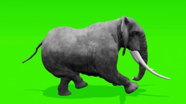 Zarif bir fil, kroma anahtarının yeşil zeminine doğru koşuyor, görsel temasta kusursuz bir bütünleşmeye hazır..