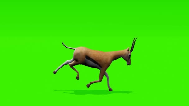 Boucle Élégante Gazelle Gracieuse Pleine Foulée Sur Fond Vert Chromé — Video
