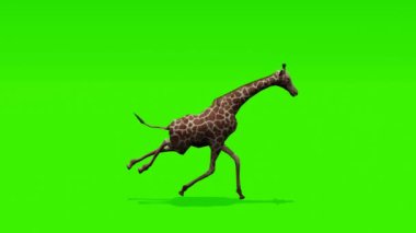 Sürekli hareket: Zürafanın yemyeşil bir zemin üzerinde zarafetle zıpladığı rahatlatıcı sahne, kolay kişiselleştirme ve bütünleşme için ideal.