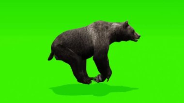 Dinamik döngü: Projeleriniz için dinamik görseller sunan kroma tuşlu yeşil ekran zeminine karşı çalışan bir boz ayının büyüleyici görüntüleri.