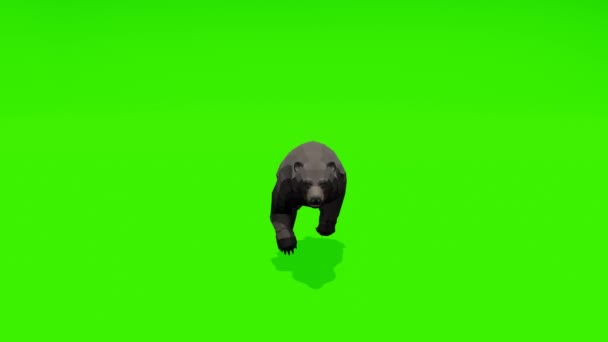 Imagens Dinâmicas Urso Cinzento Robusto Correndo Graciosamente Contra Fundo Tela — Vídeo de Stock