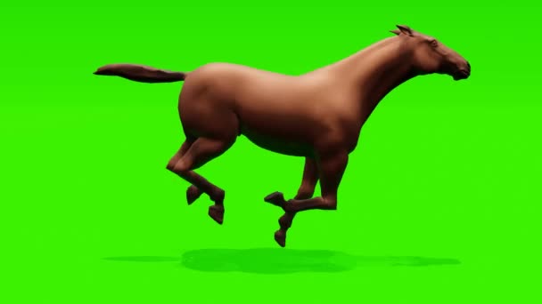 Dynamická Smyčka Zachycující Záběry Běžícího Hnědého Koně Pozadí Zelené Obrazovky — Stock video