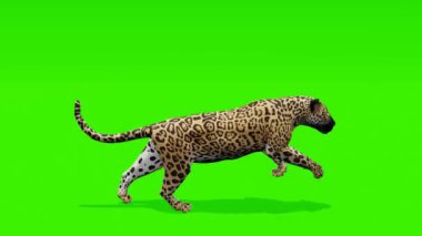 Zarif döngü: Zarif bir jaguar, kroma tuşlu yeşil bir arkaplana karşı tam adım atıyor, görsel olarak kusursuz bir bütünleşmeye hazır, zarif bir dokunuş ekliyor..