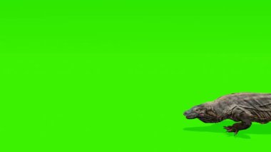 Bir Komodo ejderhasının hareketini yeşil ekrana karşı kusursuz bir döngü içinde tecrübe edin. Eğitimsel kullanım için mükemmel..