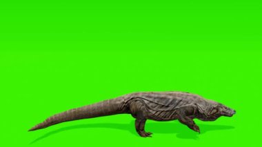 Bir Komodo ejderhasının yeşil ekran arkaplanına karşı oluşturduğu dinamik hareketi derinlemesine araştır, yaratıcı çabalar için mükemmel..