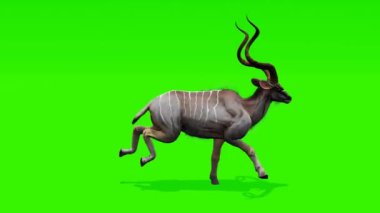 Yeşil perde arkaplanı olan, yaratıcı projeler için ideal, pürüzsüz bir döngü içinde akışkan bir antilobun hareketinin tadını çıkarın..