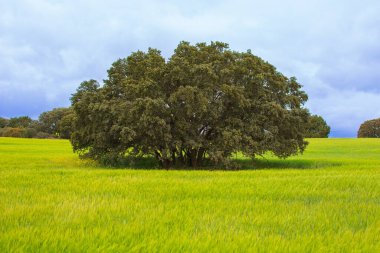 Huesca eyaletinde görkemli meşe ağacı altın buğday çayırını taçlandırır.