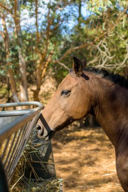 İspanyol safkan bir atın yemek yerken yakın plan fotoğrafı.