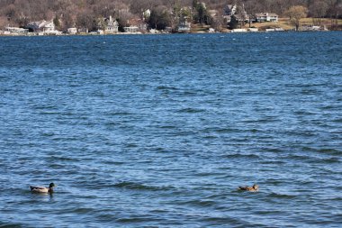 Cenevre Gölü 'nde ördekler ve arka planda evler