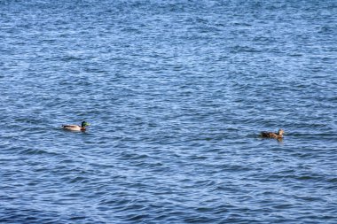 Cenevre Gölü 'ndeki Ördekler