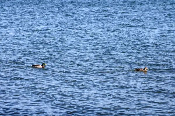 Cenevre Gölü 'ndeki Ördekler