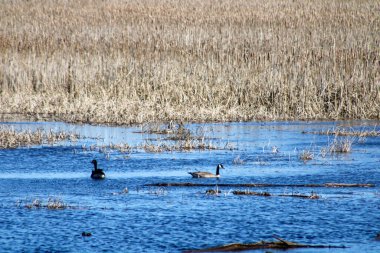 Bataklıkta / gölde kazlar