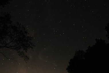 Önplanda Ağaçla Gece Gökyüzü Yıldızları