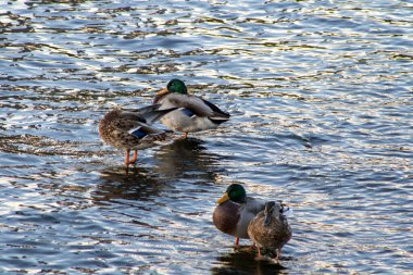 Köprü ile Chicago Tekne Turu