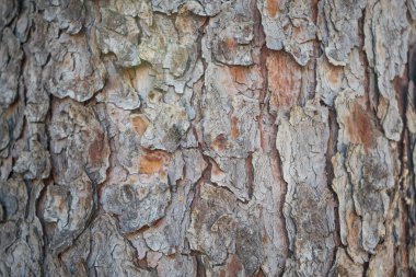 eski ahşap doku arkaplanı.