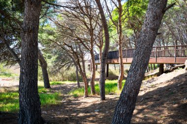 Pasarela dentro de bosque