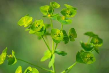 Ormandaki yeşil bitki