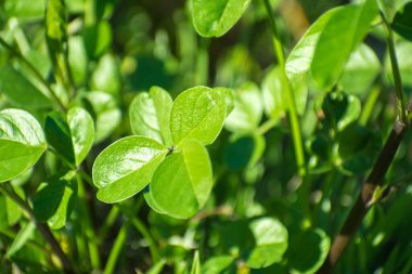 Ormanda yeşil bitkiler