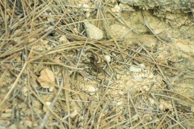 ormandaki küçük örümcek