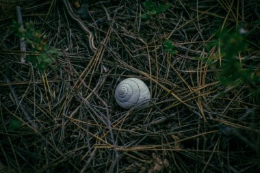 Ormanın zemininde kabuk var.