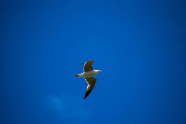 Martı sulak arazide uçuyor.