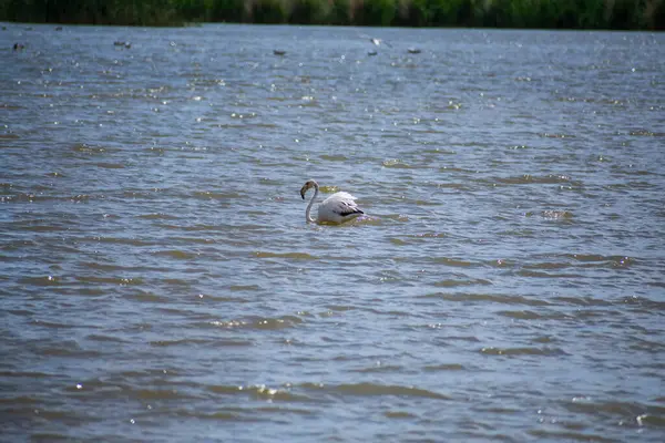 Flamingo sulak arazide besleniyor.