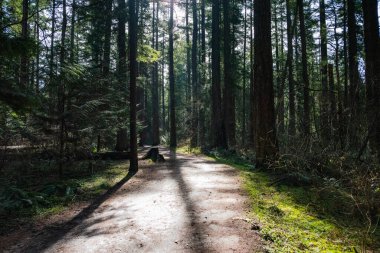 Yoğun bir ormanda ağaçların arasından gelen güneş ışığı.
