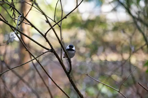 Mollig Schattig Vogel Het Bos — Stockfoto