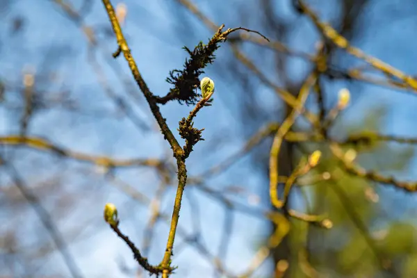 İlkbaharda filizlenen tomurcuklar.