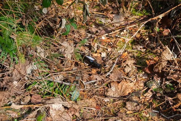 Ormanda terk edilmiş cam şişe. Çevre kirliliği