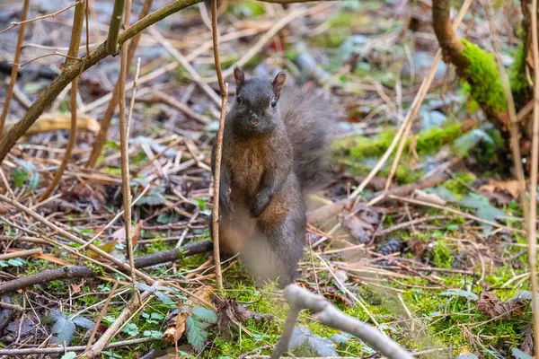 Ormandaki bir sincap insanlar ve kameralar tarafından büyülenir.