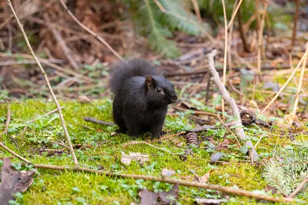 Ormandaki yeşil yosunların üzerindeki siyah sincap, yakın plan.