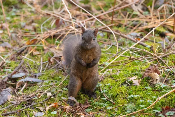 Birisiyle tanıştığına şaşıran sevimli bir sincap.