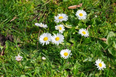 Bahçedeki yeşil çimlerin üzerinde beyaz papatyalar. Bahar arkaplanı.