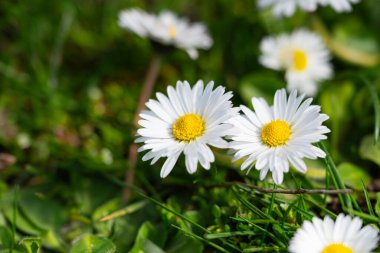 Baharda yeşil çimlerde beyaz papatyalar. Kapat..