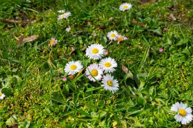 Bahar mevsiminde yeşil çimlerde beyaz papatyalar.