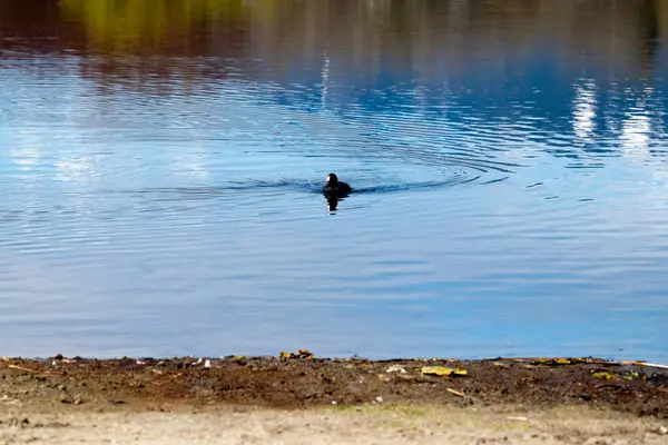 Güneşli bir sonbahar gününde bir ördek gölde yüzer..