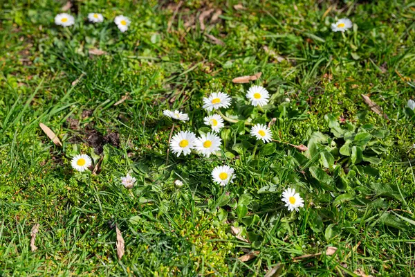 Yeşil çimlerin üzerinde beyaz papatyalar. Papatyalarla bahar arkaplanı.