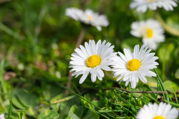 Güneşli bir bahar gününde yeşil çimlerde beyaz papatyalar