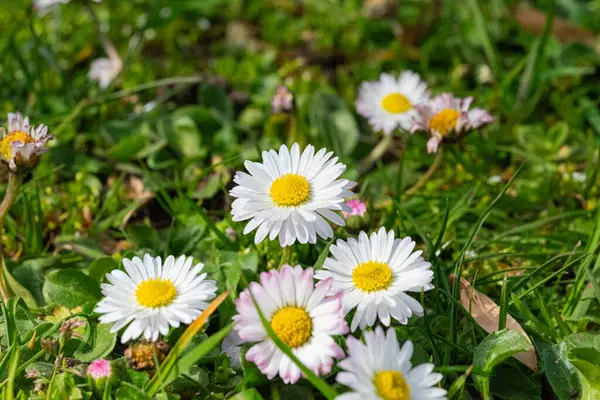Yeşil çimen arka planında papatya çiçekleri. Bellis perennis
