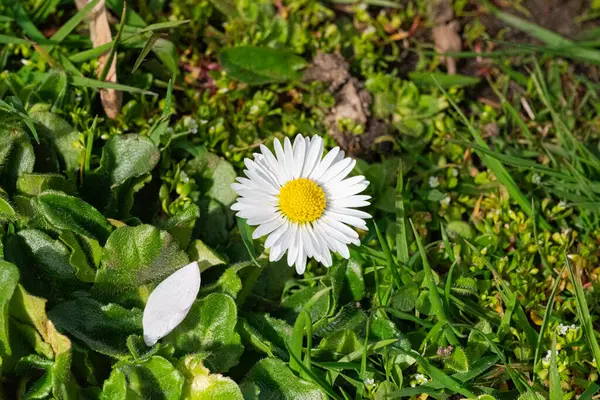 Yeşil bir çayırda çimen ve yapraklarla beyaz papatya çiçeği.