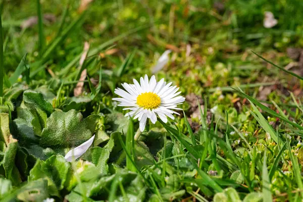 Çayırdaki yeşil çimlerin üzerinde beyaz papatya çiçeği.